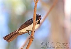 Willie Wagtail-3